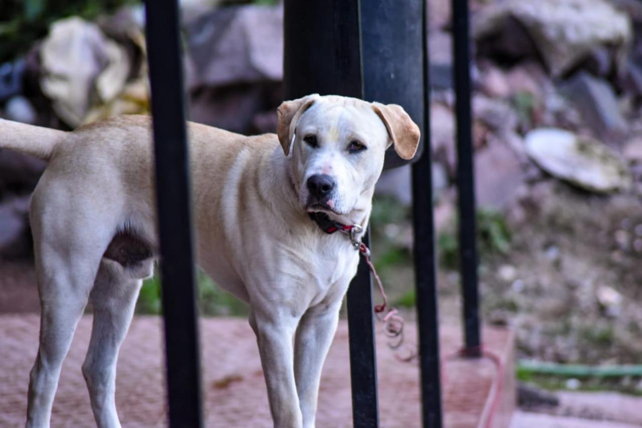 The Asgard Kasauli Bed & Breakfast ภายนอก รูปภาพ